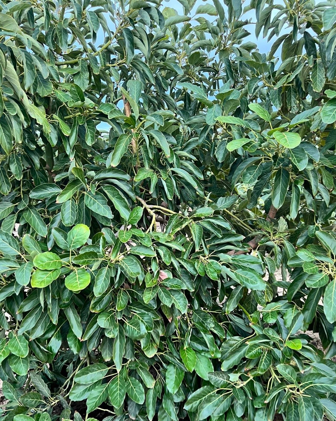 whatsapp image 2026 01 05 at 18.41.23