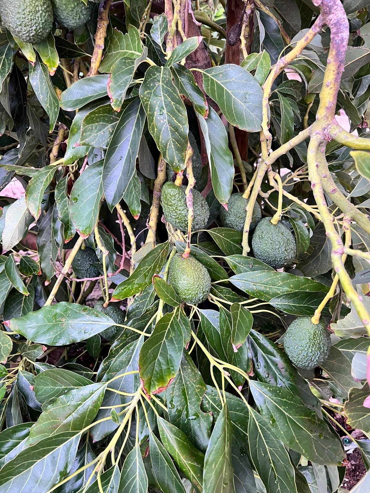 whatsapp image 2026 01 05 at 18.41.24